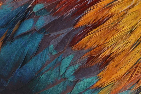 Blue & Orange Feathers Closeup Photograph Print 100% Australian Made Stretched Canvas Ready to Hang - 1890