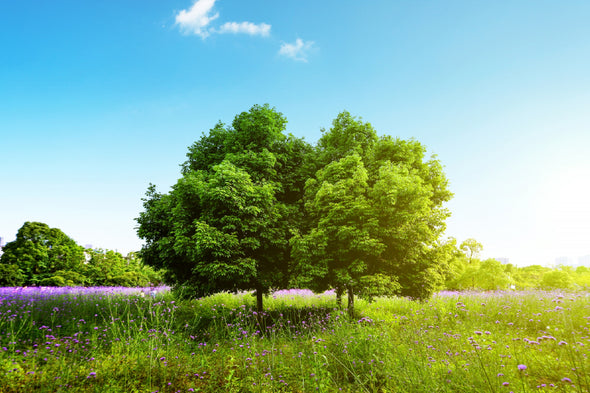 Trees on Grass Field Sky View Print 100% Australian Made Stretched Canvas Ready to Hang - 1687