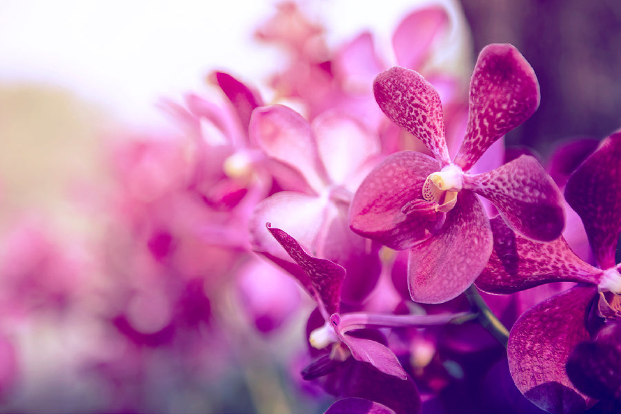 Purple Orchid Flower Closeup View Print 100% Australian Made Stretched Canvas Ready to Hang - 1558