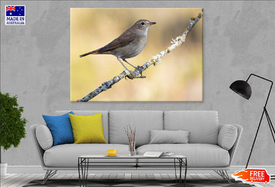 Small Sparrow on Tree Branch View Print 100% Australian Made Stretched Canvas Ready to Hang - 1282