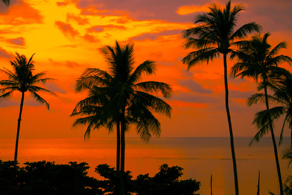 Palm Trees Near Sea Sunset View Print 100% Australian Made Stretched Canvas Ready to Hang - 1760