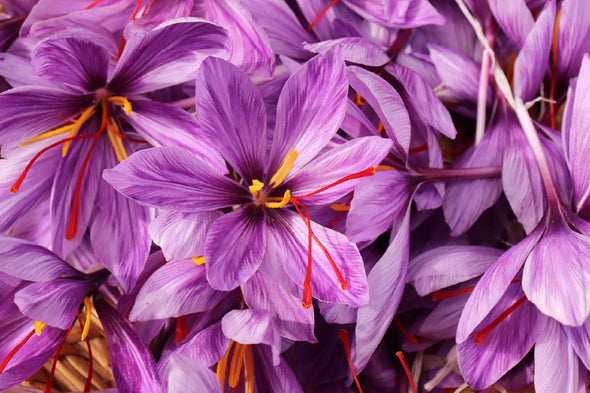 Purple Safrom Flowers Photograph Print 100% Australian Made Stretched Canvas Ready to Hang - 1631