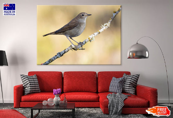 Small Sparrow on Tree Branch View Print 100% Australian Made Stretched Canvas Ready to Hang - 1282