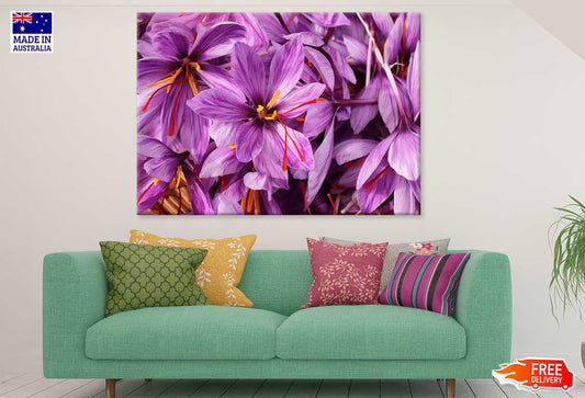 Purple Safrom Flowers Photograph Print 100% Australian Made Stretched Canvas Ready to Hang - 1631