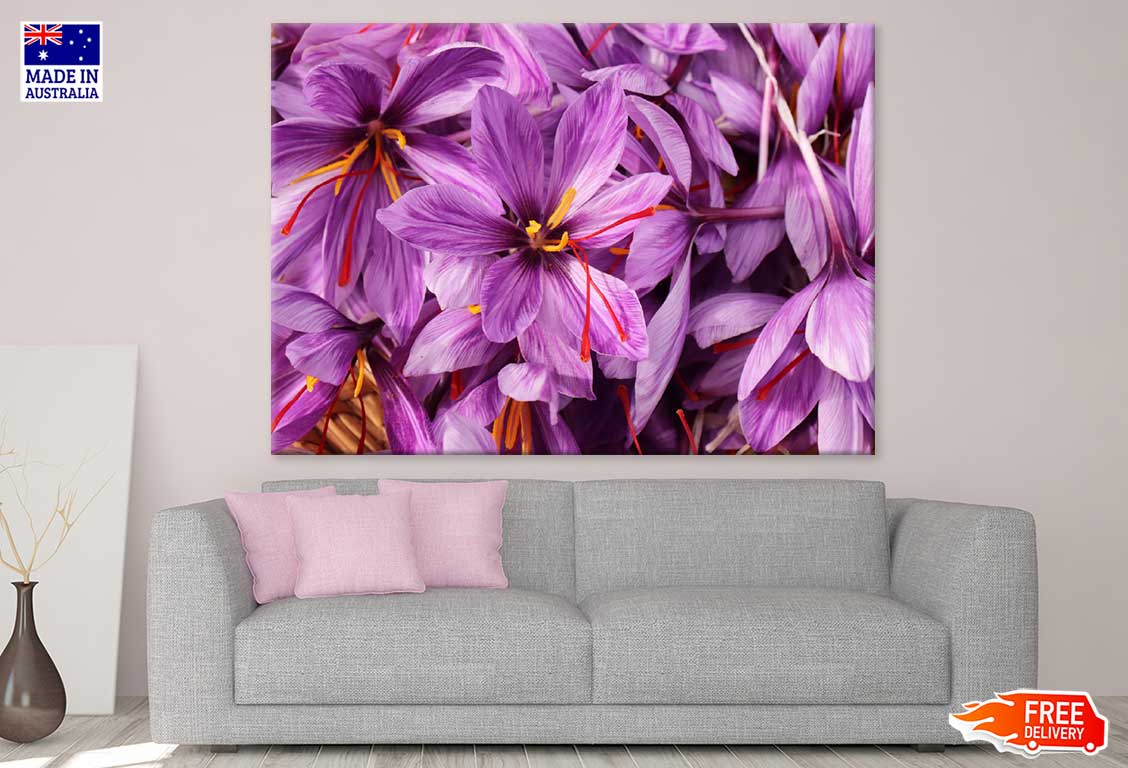 Purple Safrom Flowers Photograph Print 100% Australian Made Stretched Canvas Ready to Hang - 1631