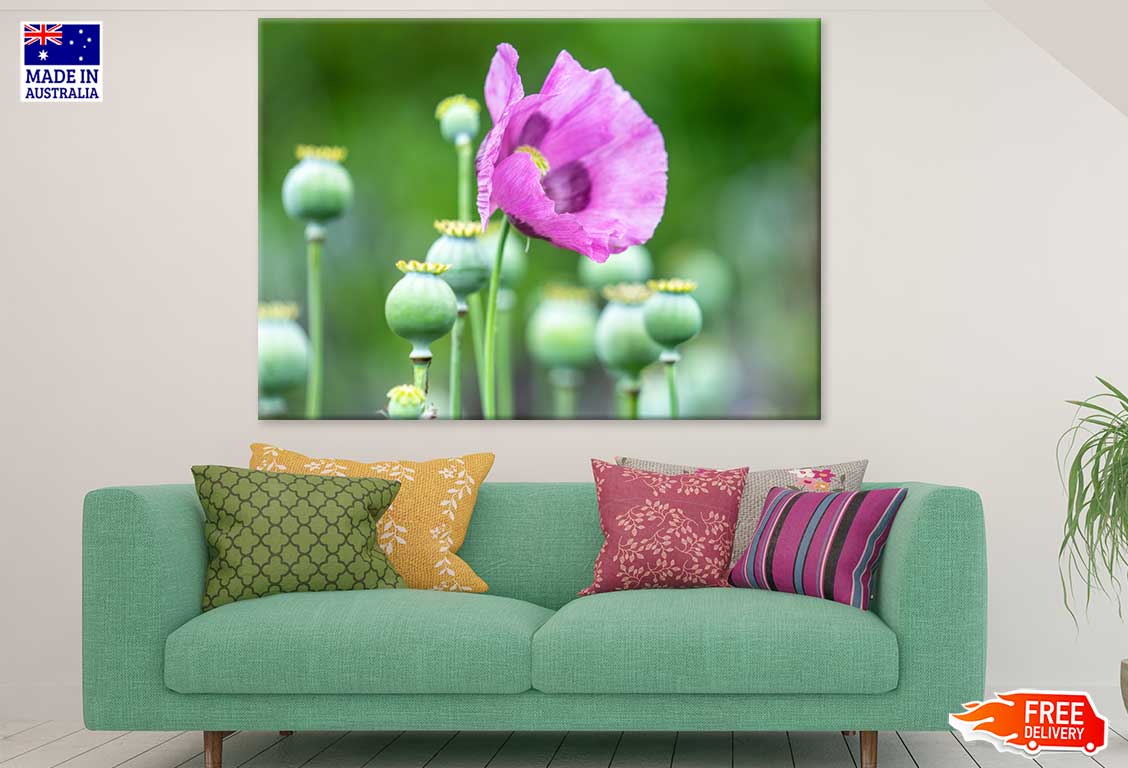 Opium Poppy Flower Closeup View Print 100% Australian Made Stretched Canvas Ready to Hang - 1632