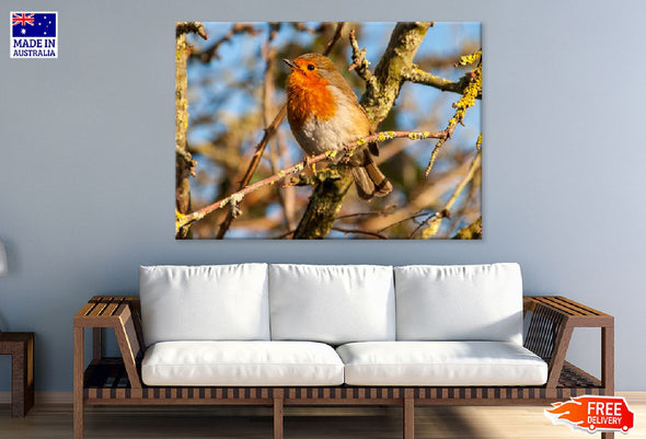 European Robin Bird on Tree View Print 100% Australian Made Stretched Canvas Ready to Hang - 1283