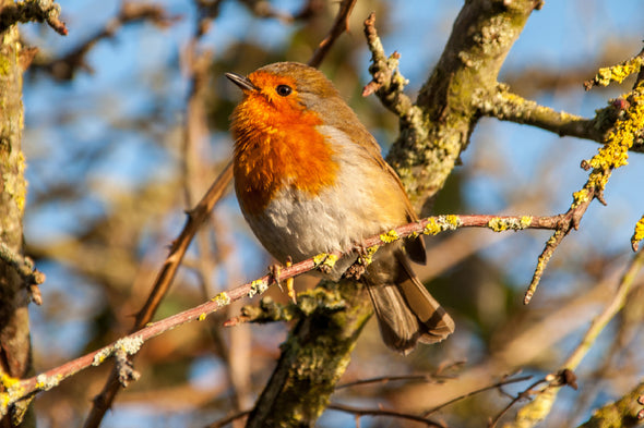 European Robin Bird on Tree View Print 100% Australian Made Stretched Canvas Ready to Hang - 1283