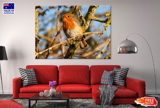 European Robin Bird on Tree View Print 100% Australian Made Stretched Canvas Ready to Hang - 1283