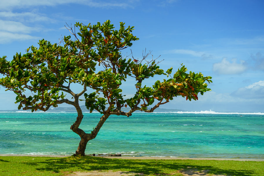 Alone Tree Near Sea in Okinawa Print 100% Australian Made Stretched Canvas Ready to Hang - 1761