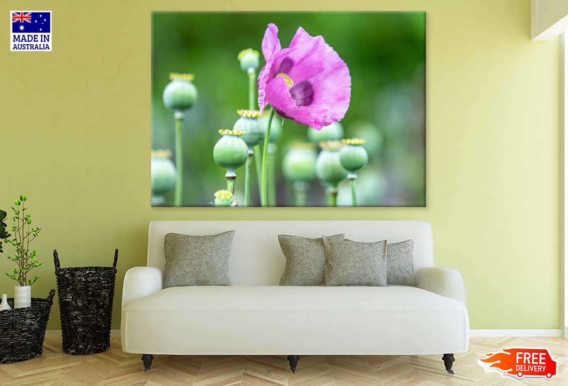 Opium Poppy Flower Closeup View Print 100% Australian Made Stretched Canvas Ready to Hang - 1632