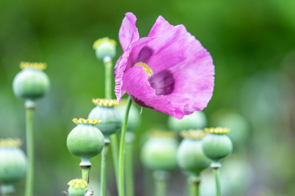 Opium Poppy Flower Closeup View Print 100% Australian Made Stretched Canvas Ready to Hang - 1632