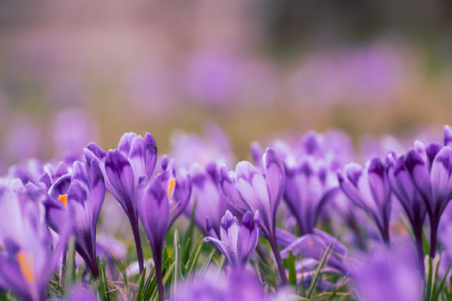 Purple Violet Flowers Photograph Print 100% Australian Made Stretched Canvas Ready to Hang - 1633