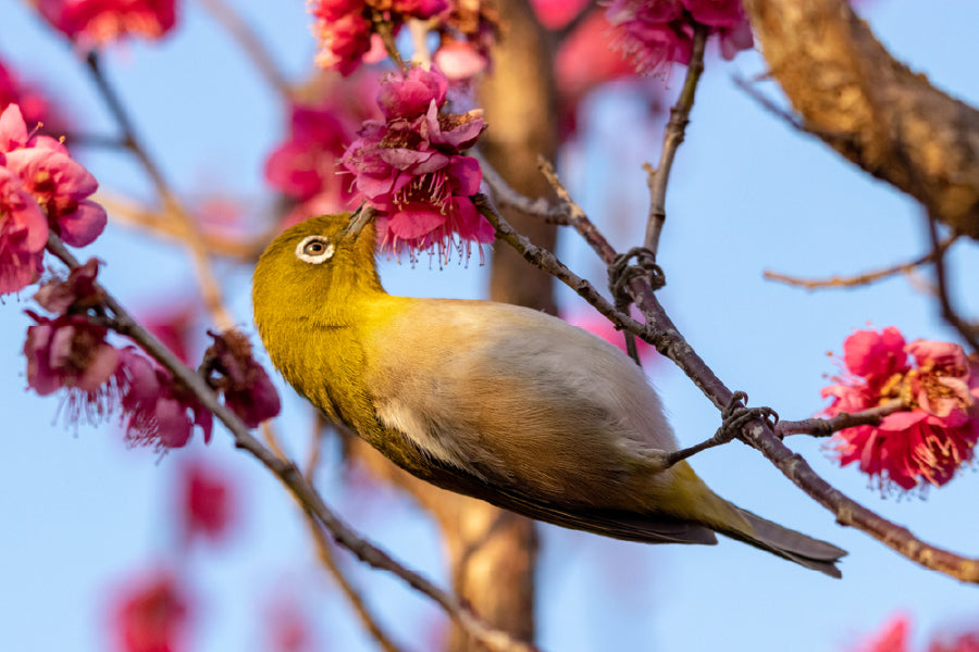 Red Plum Flower & White Eye Bird Print 100% Australian Made Stretched Canvas Ready to Hang - 1284