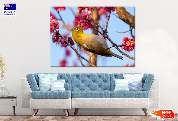 Red Plum Flower & White Eye Bird Print 100% Australian Made Stretched Canvas Ready to Hang - 1284