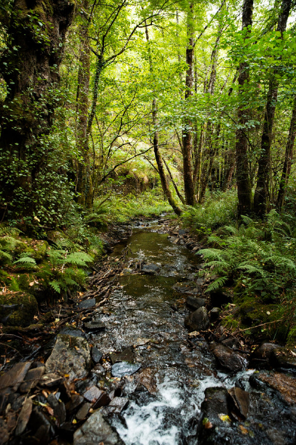 Landscape Rain Forest Scenery Print 100% Australian Made Stretched Canvas Ready to Hang - 1084