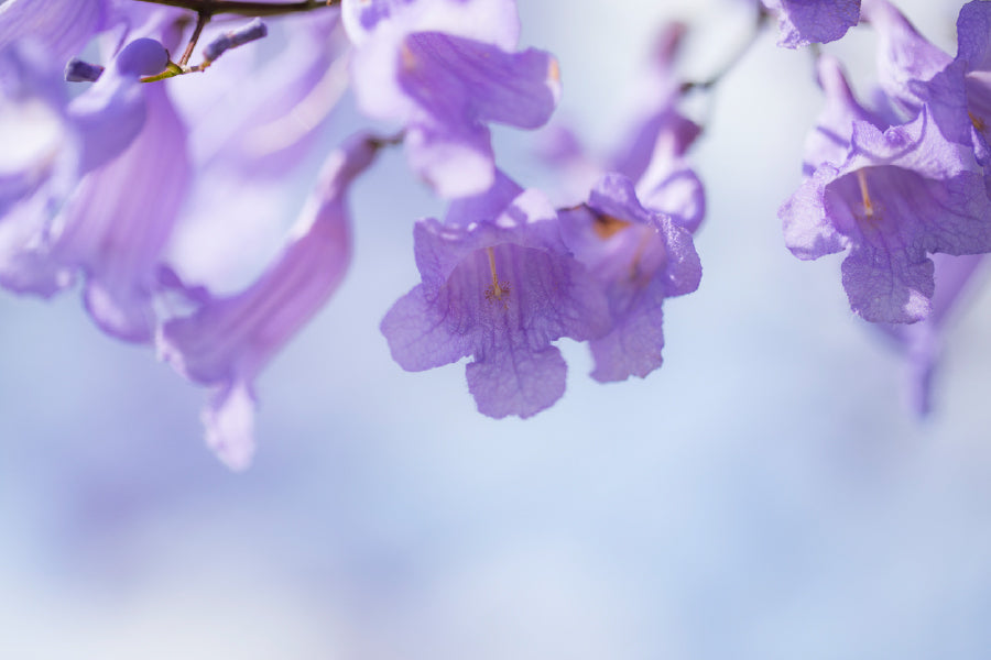 Jacaranda Flowers Closeup View Print 100% Australian Made Stretched Canvas Ready to Hang - 1634