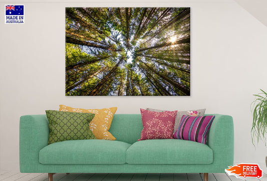 Angle View of Trees Forest View Print 100% Australian Made Stretched Canvas Ready to Hang - 1763