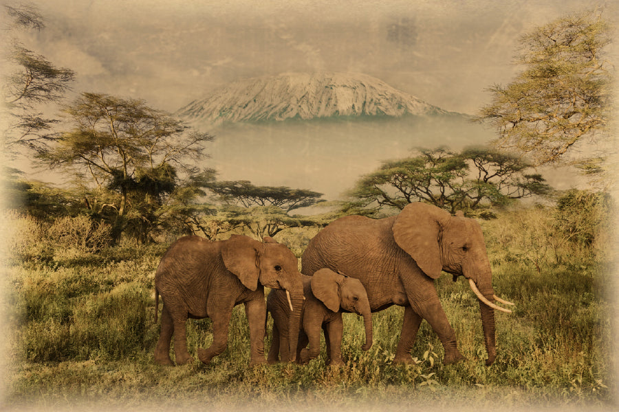 Vantage Old Elephants in Field Print 100% Australian Made Stretched Canvas Ready to Hang - 1285