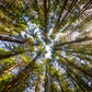Angle View of Trees Forest View Print 100% Australian Made Stretched Canvas Ready to Hang - 1763