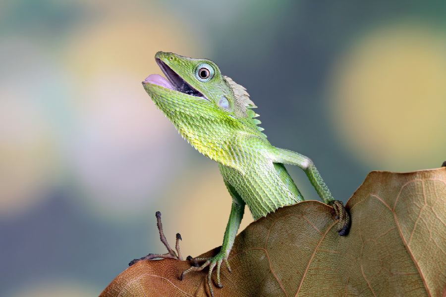 Chameleons Reptile Closeup View Print 100% Australian Made Stretched Canvas Ready to Hang - 1286