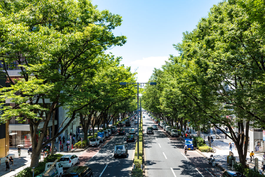 Japan Street Covered with Trees Print 100% Australian Made Stretched Canvas Ready to Hang - 1764