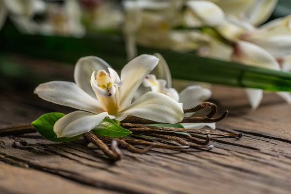 Lily Plant on Table Closeup View Print 100% Australian Made Stretched Canvas Ready to Hang - 1635