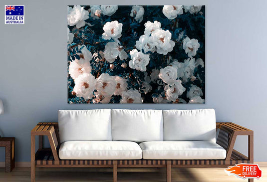 White Wild Rose Flowers View Print 100% Australian Made Stretched Canvas Ready to Hang - 1636