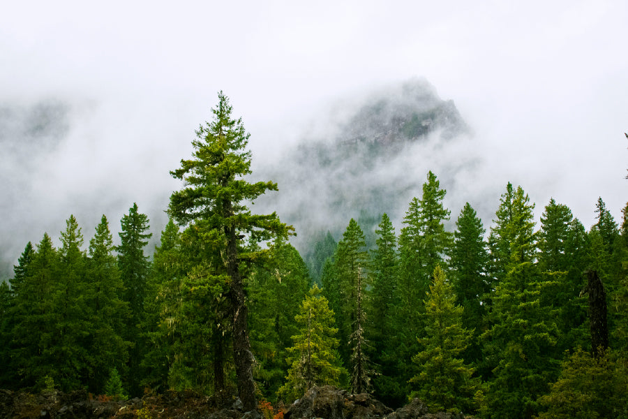 Oregon Pine Trees View Photograph Print 100% Australian Made Stretched Canvas Ready to Hang - 1765