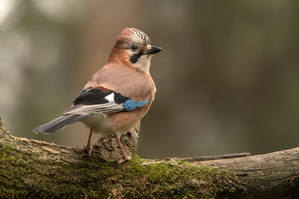 Eurasian Jay Bird Closeup View Print 100% Australian Made Stretched Canvas Ready to Hang - 1287