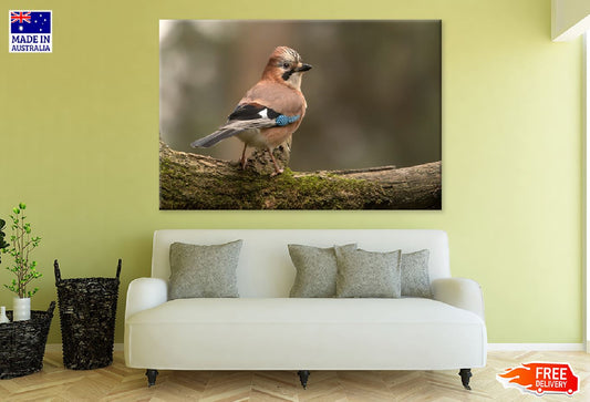 Eurasian Jay Bird Closeup View Print 100% Australian Made Stretched Canvas Ready to Hang - 1287