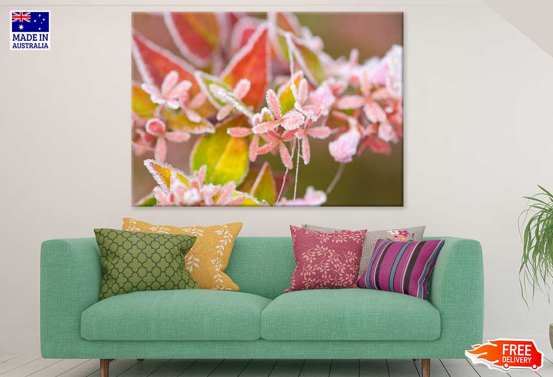 Photinia Plant Flower Photograph Print 100% Australian Made Stretched Canvas Ready to Hang - 1637