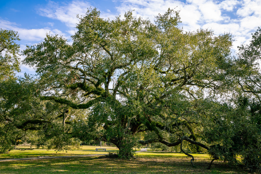 Holm Oak Tree Under Blue Sky View Print 100% Australian Made Stretched Canvas Ready to Hang - 1766