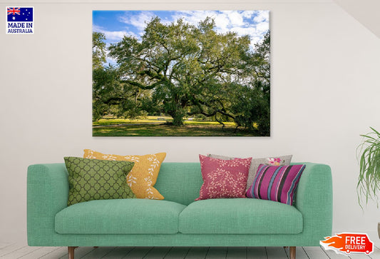 Holm Oak Tree Under Blue Sky View Print 100% Australian Made Stretched Canvas Ready to Hang - 1766