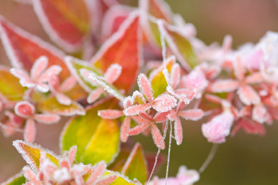 Photinia Plant Flower Photograph Print 100% Australian Made Stretched Canvas Ready to Hang - 1637