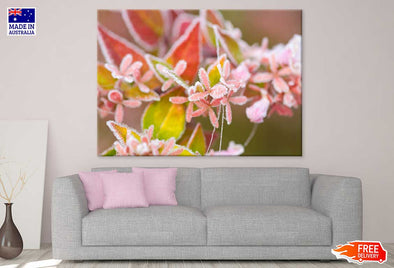 Photinia Plant Flower Photograph Print 100% Australian Made Stretched Canvas Ready to Hang - 1637