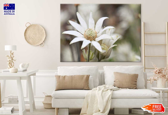 Flannel Flower Closeup Photograph Print 100% Australian Made Stretched Canvas Ready to Hang - 1638