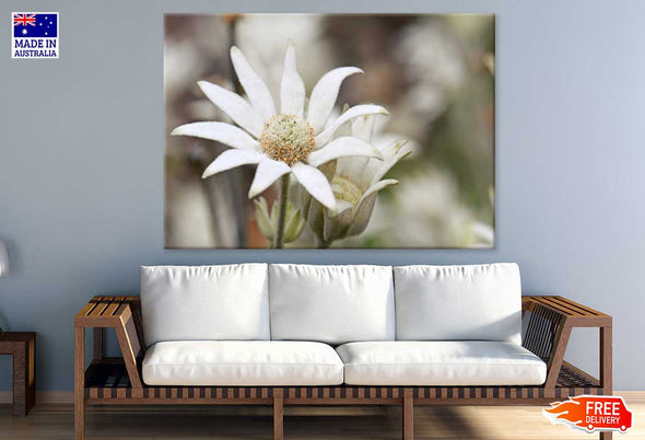 Flannel Flower Closeup Photograph Print 100% Australian Made Stretched Canvas Ready to Hang - 1638