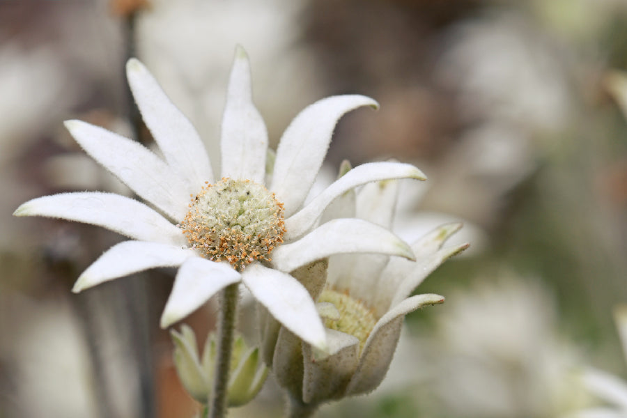 Flannel Flower Closeup Photograph Print 100% Australian Made Stretched Canvas Ready to Hang - 1638