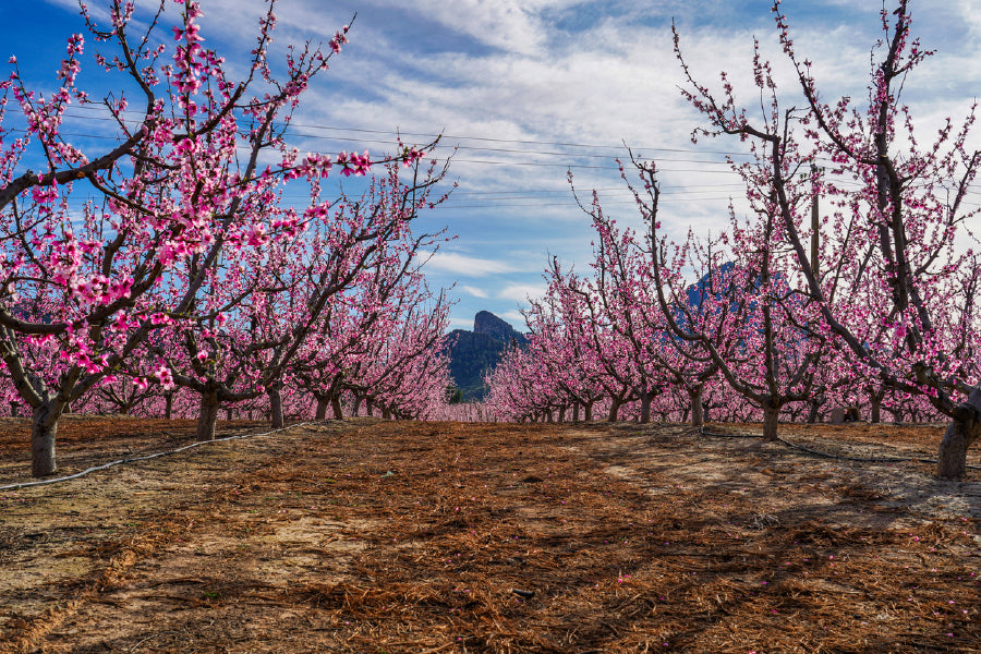 Cherry Blossom Trees Pathway View Print 100% Australian Made Stretched Canvas Ready to Hang - 1768