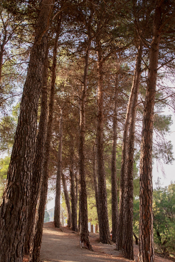 Tall Trees Forest View Photograph Print 100% Australian Made Stretched Canvas Ready to Hang - 1090