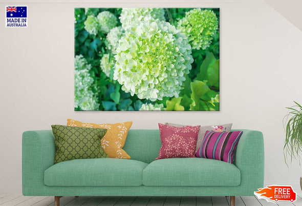 Green Hydrangea Flower Photograph Print 100% Australian Made Stretched Canvas Ready to Hang - 1639