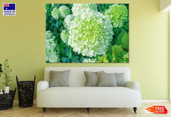 Green Hydrangea Flower Photograph Print 100% Australian Made Stretched Canvas Ready to Hang - 1639