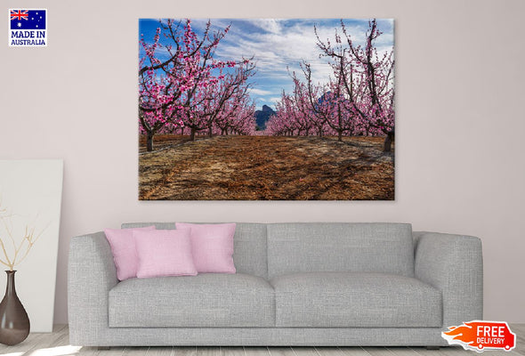 Cherry Blossom Trees Pathway View Print 100% Australian Made Stretched Canvas Ready to Hang - 1768