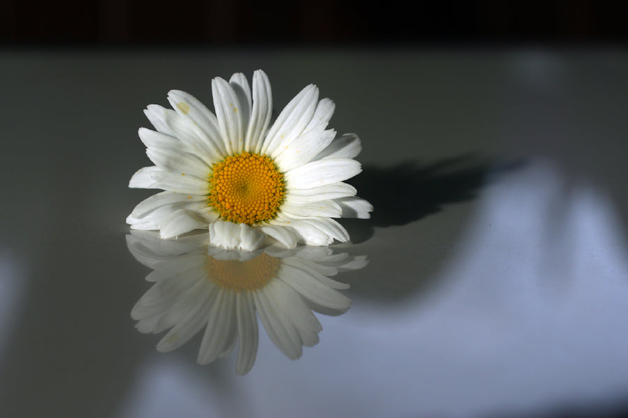 White Daisy Flower Reflection Print 100% Australian Made Stretched Canvas Ready to Hang - 1640