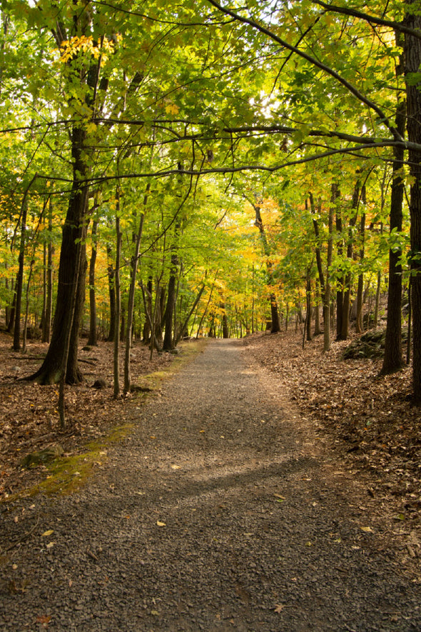 Footpath Along with Autumn Trees Print 100% Australian Made Stretched Canvas Ready to Hang - 1091