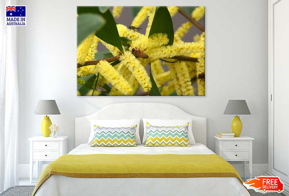 Acacia longifolia Plant View Print 100% Australian Made Stretched Canvas Ready to Hang - 1559