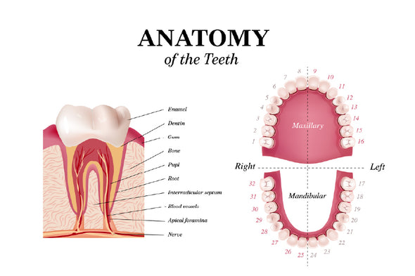 Adult Tooth Anatomy Chart Vector Print 100% Australian Made Stretched Canvas Ready to Hang - 1667