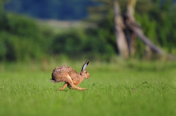 Rabbit Running on Grass Field Print 100% Australian Made Stretched Canvas Ready to Hang - 1210