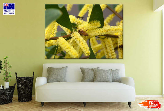 Acacia longifolia Plant View Print 100% Australian Made Stretched Canvas Ready to Hang - 1559